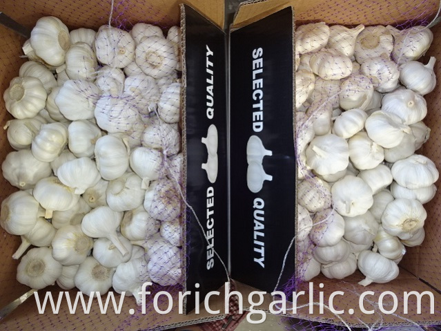 Pure White Garlic Crop 2019